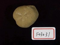 藏品(海膽)的圖片